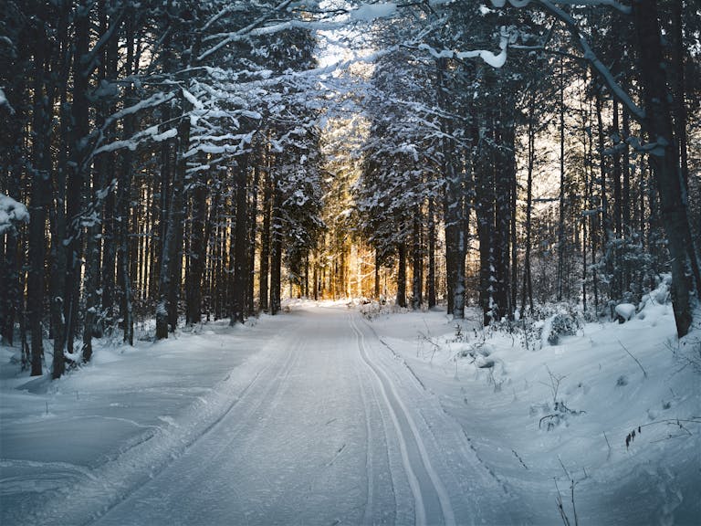 Landscape Photography of Snow Pathway Between Trees during Winter